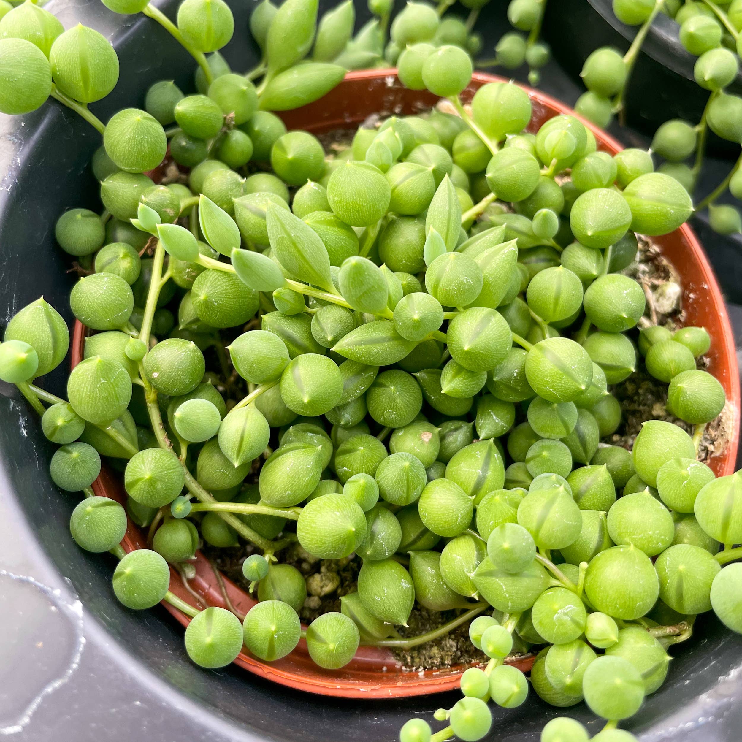 String of Pearls Plant - Thumbnail 3