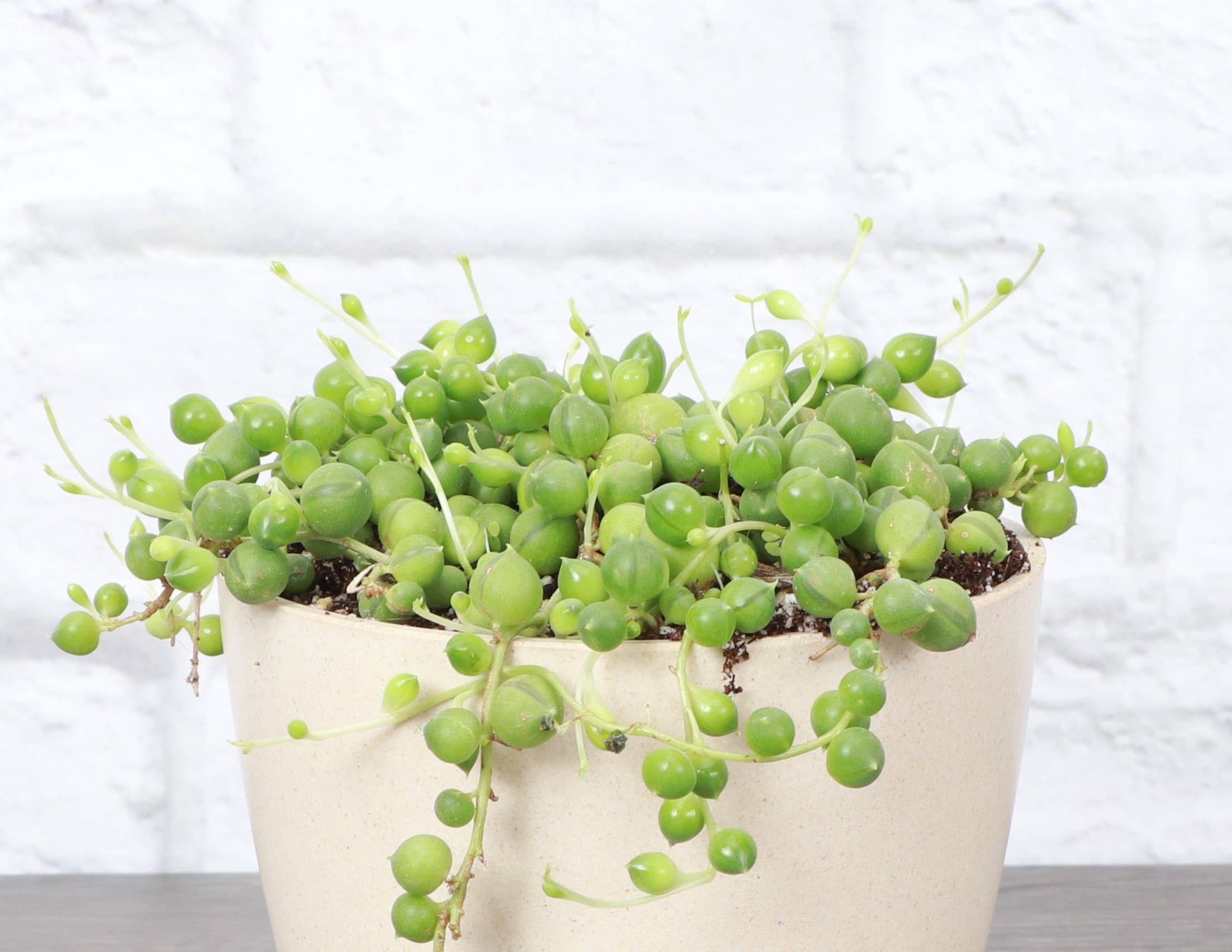 String of Pearls Plant - Thumbnail 2
