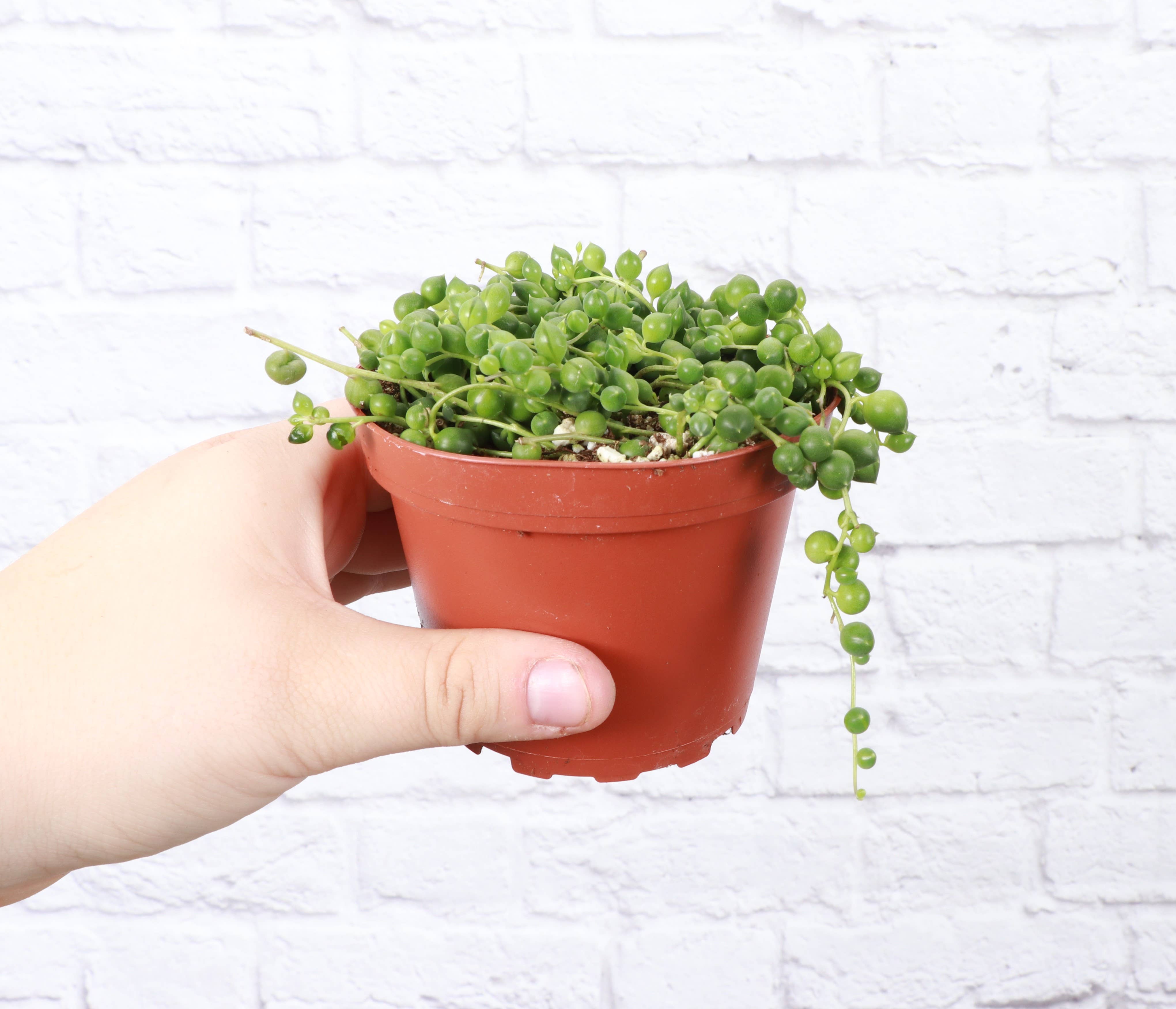 String of Pearls Plant