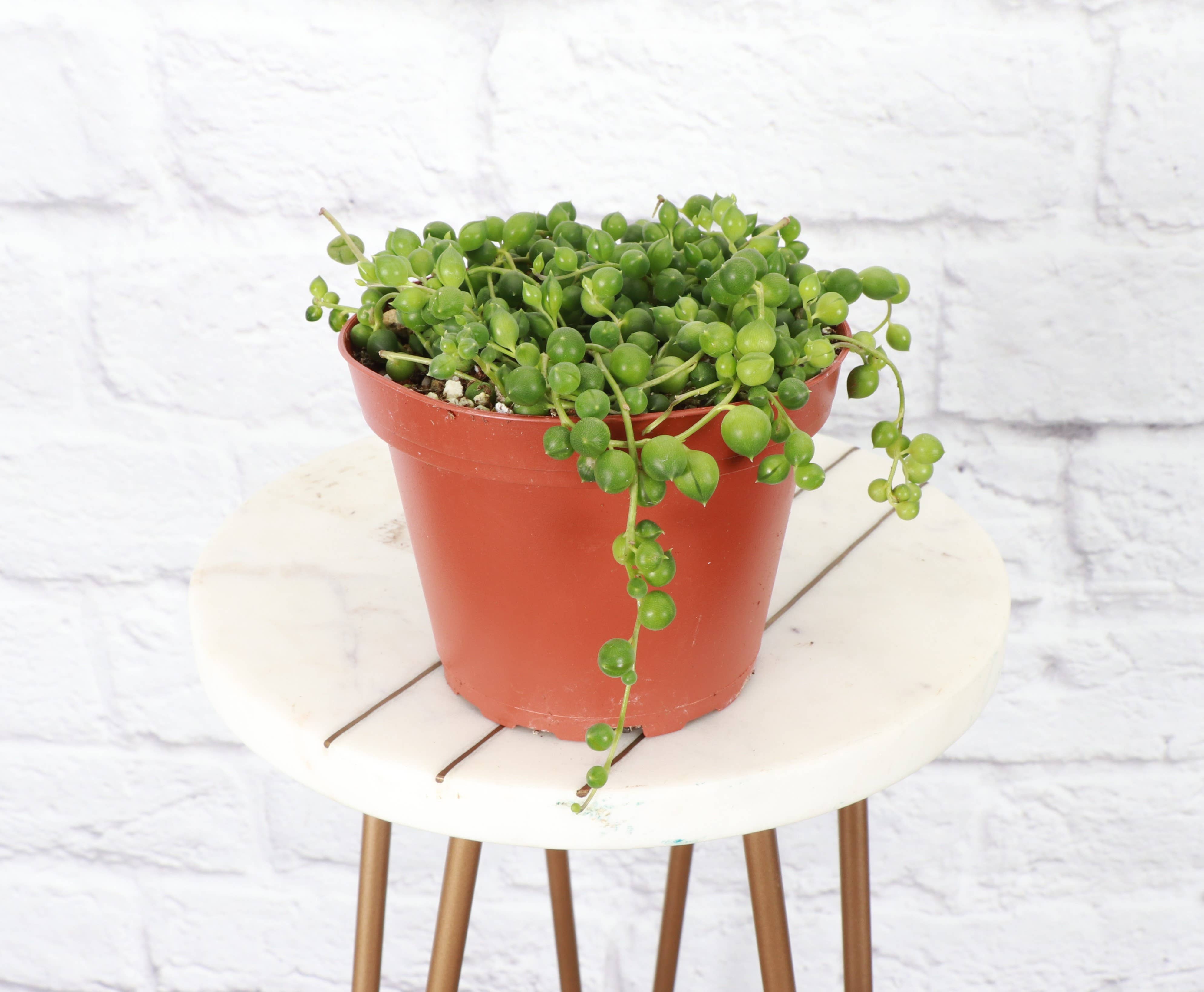 String of Pearls Plant - Thumbnail 4